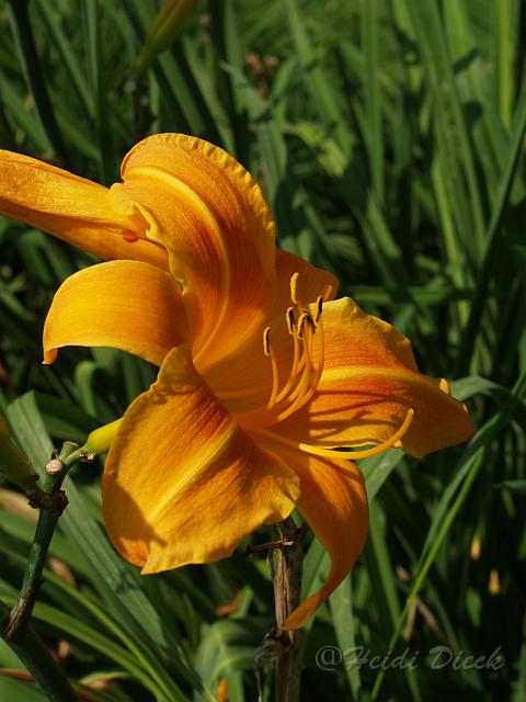 Hemerocallis Ring of Change.JPG